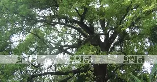 নড়াইলে কাটা হচ্ছে শতবর্ষী গাছ, হুমকিতে পরিবেশ